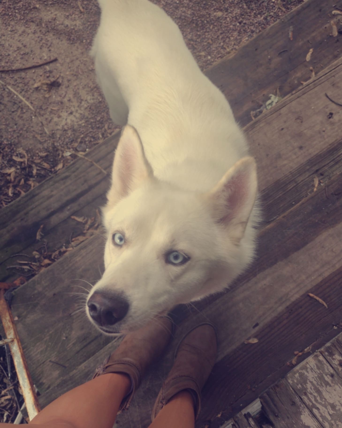 Person's foot and a white dog with blue eyes on wooden planks outdoors.