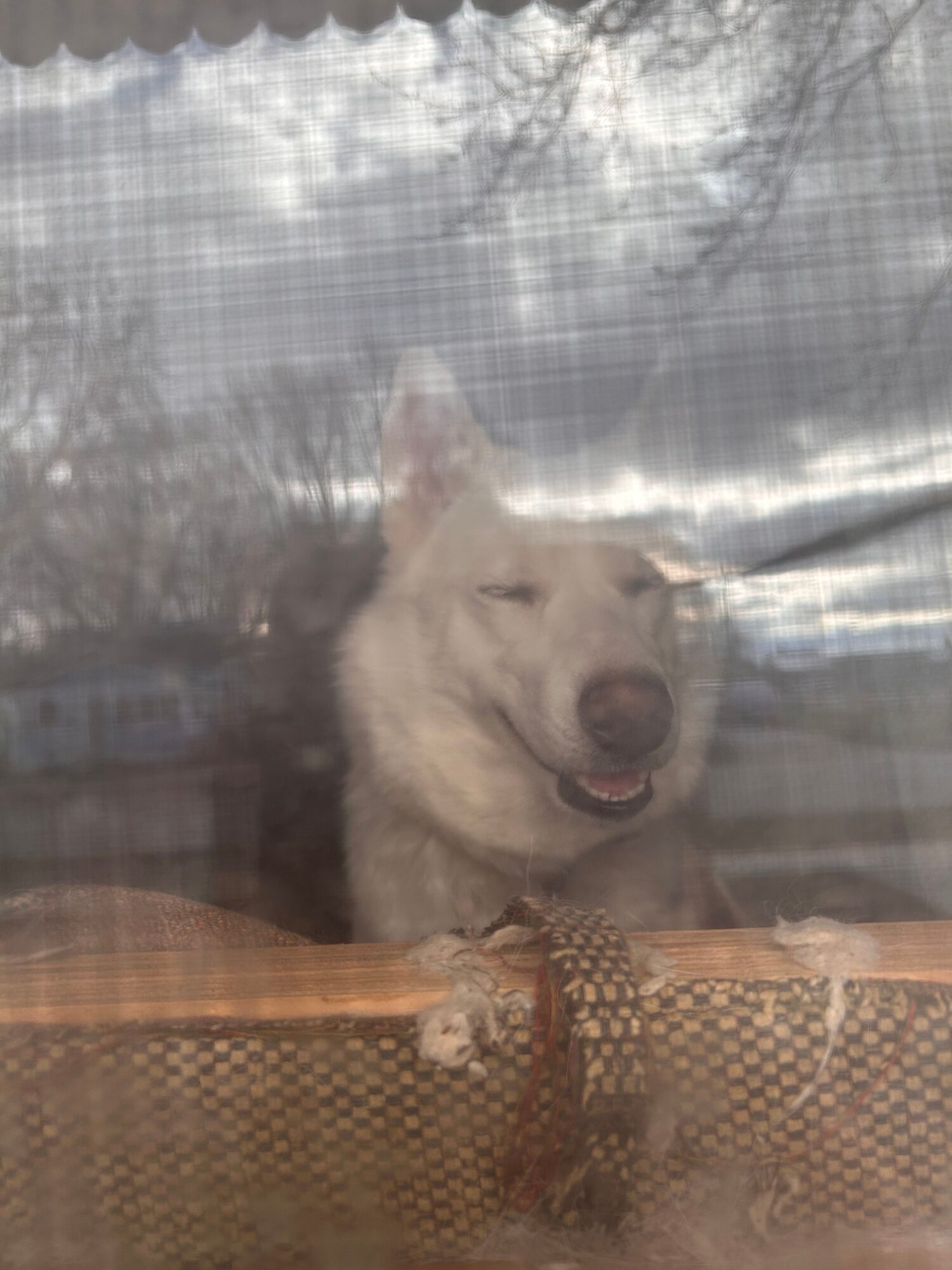 A dog with light fur looks out a window with a mesh screen, with trees and sky visible outside.