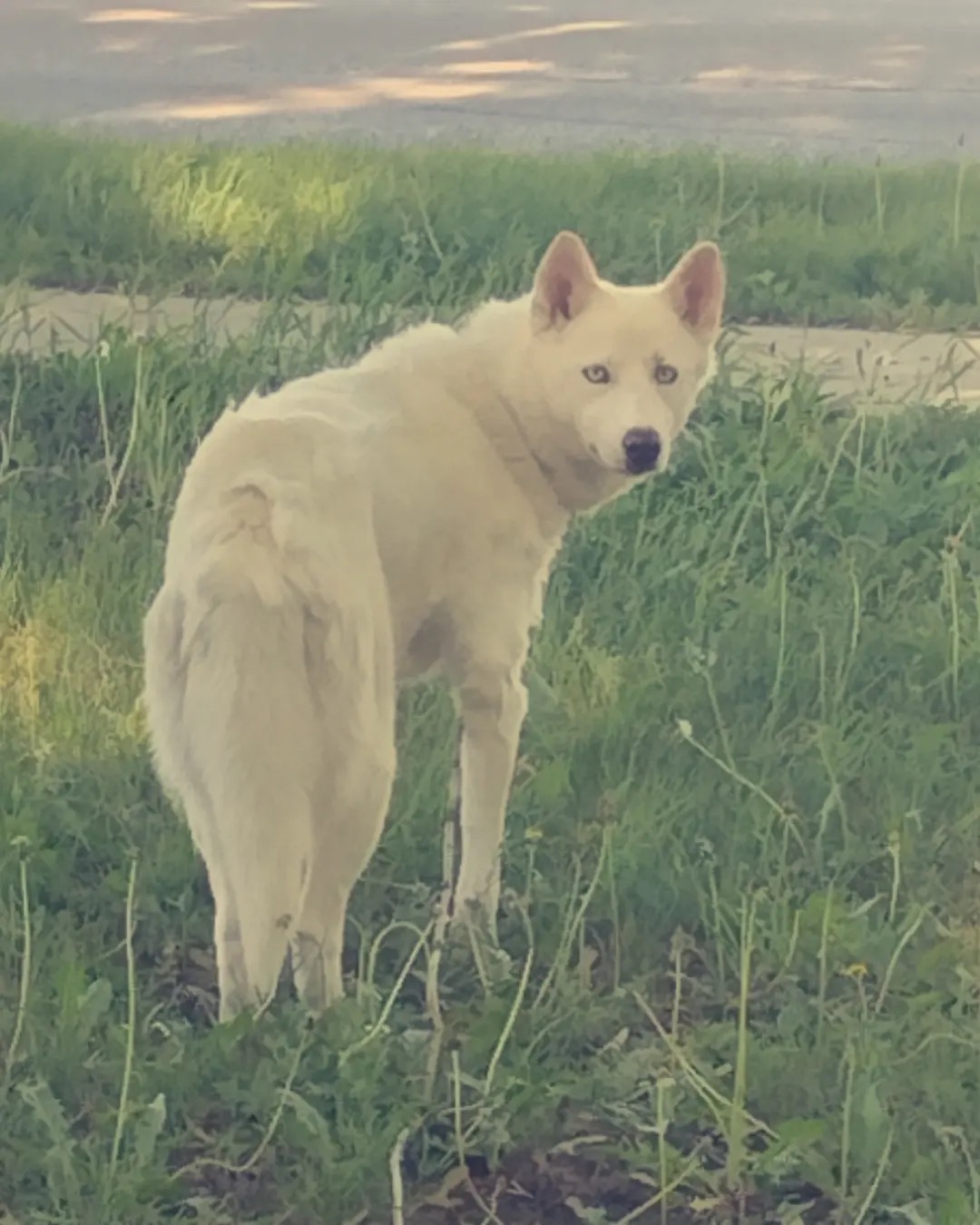 White dog with blue eyes standing in grass, looking back over shoulder, outdoors on a sunny day.