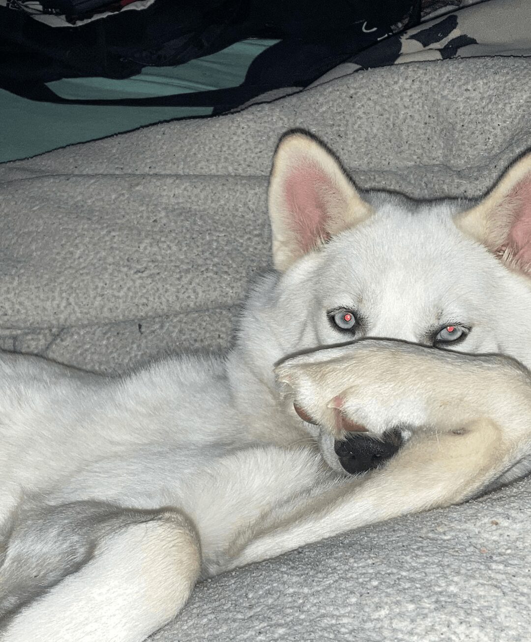 White dog lying on a gray blanket, resting its head on its paw, with one eye open and ears upright.
