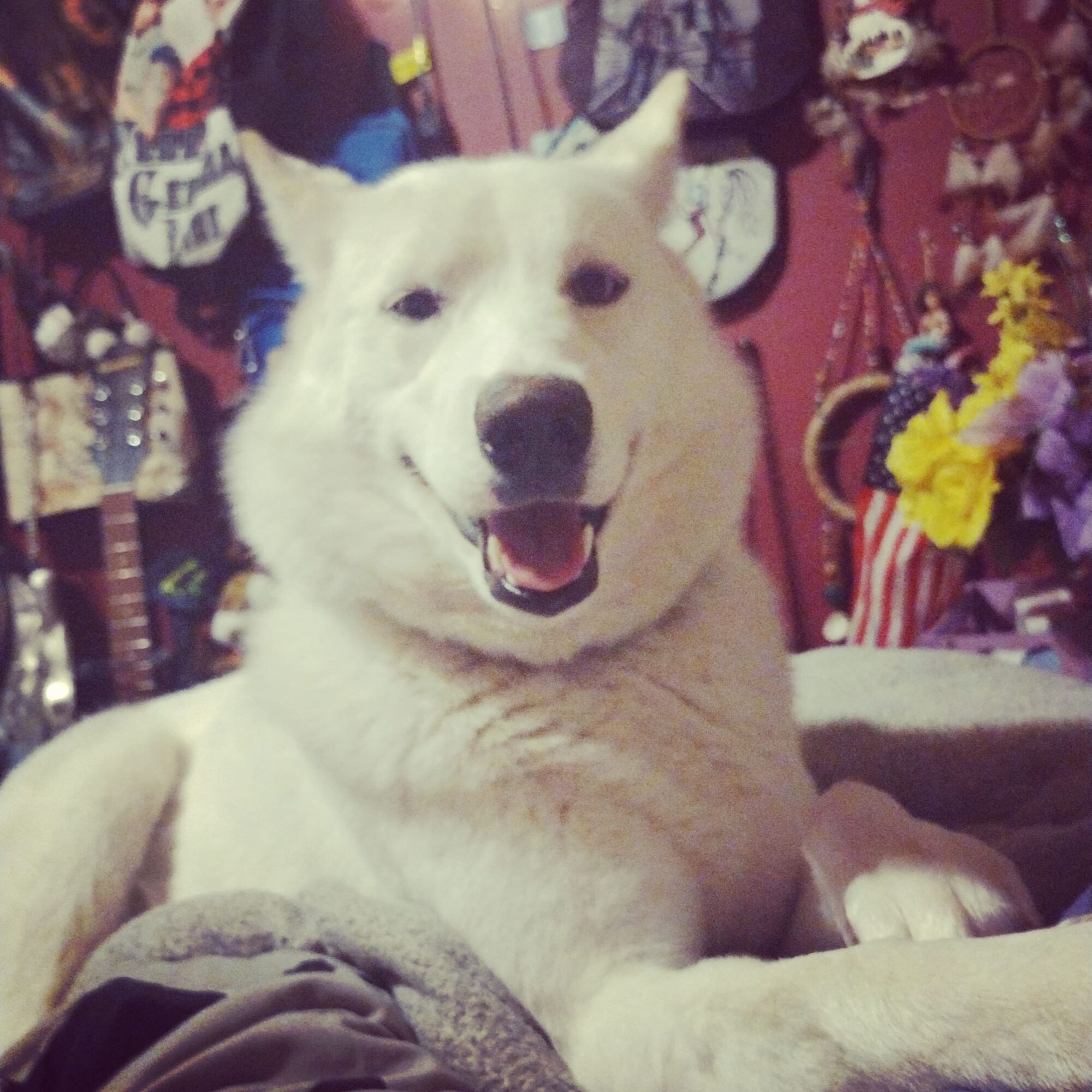 White dog with a happy expression, surrounded by colorful decorations and flowers in the background.