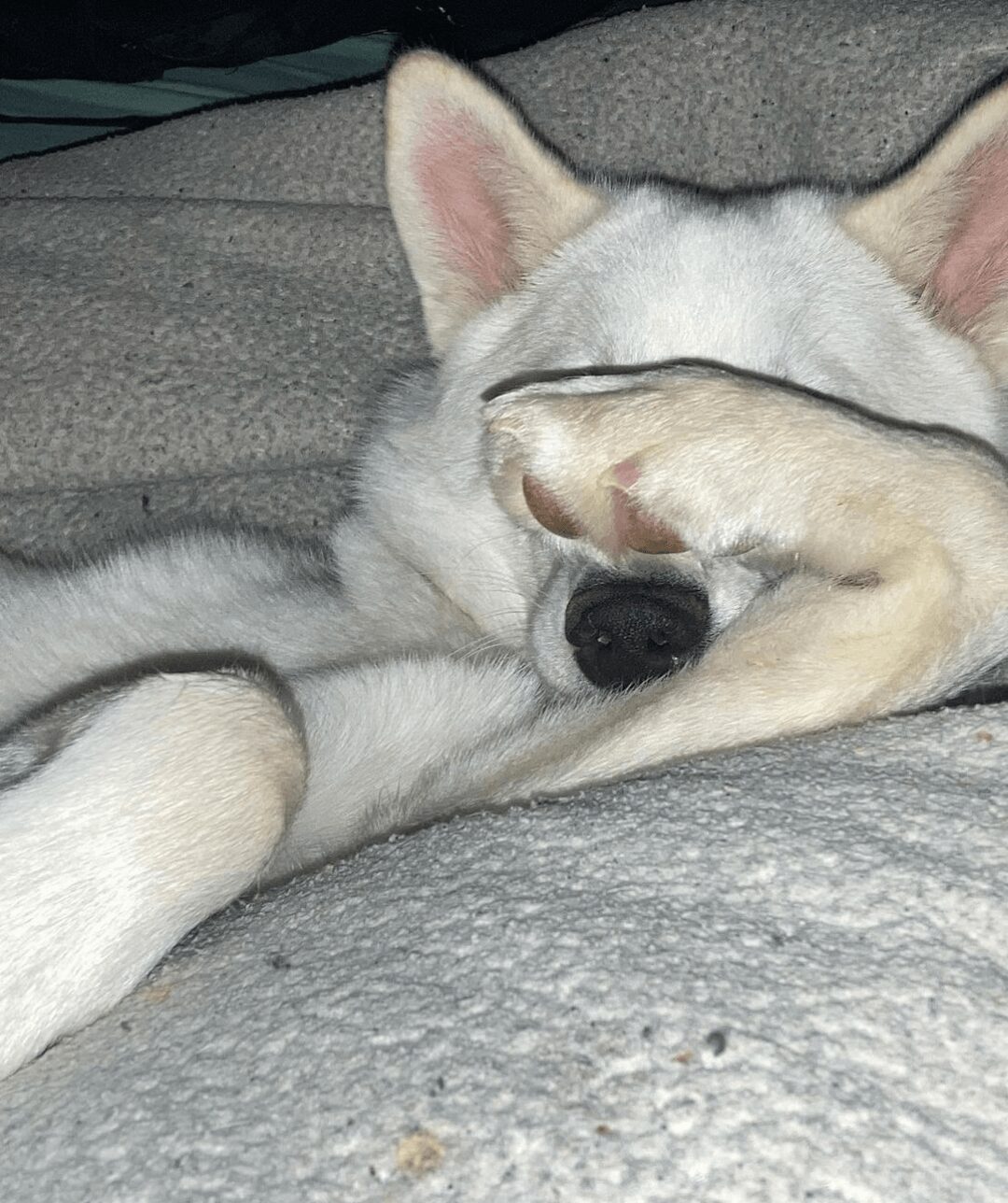 A white dog with black nose and pink ears lying on a textured blanket, covering one eye with its paw.