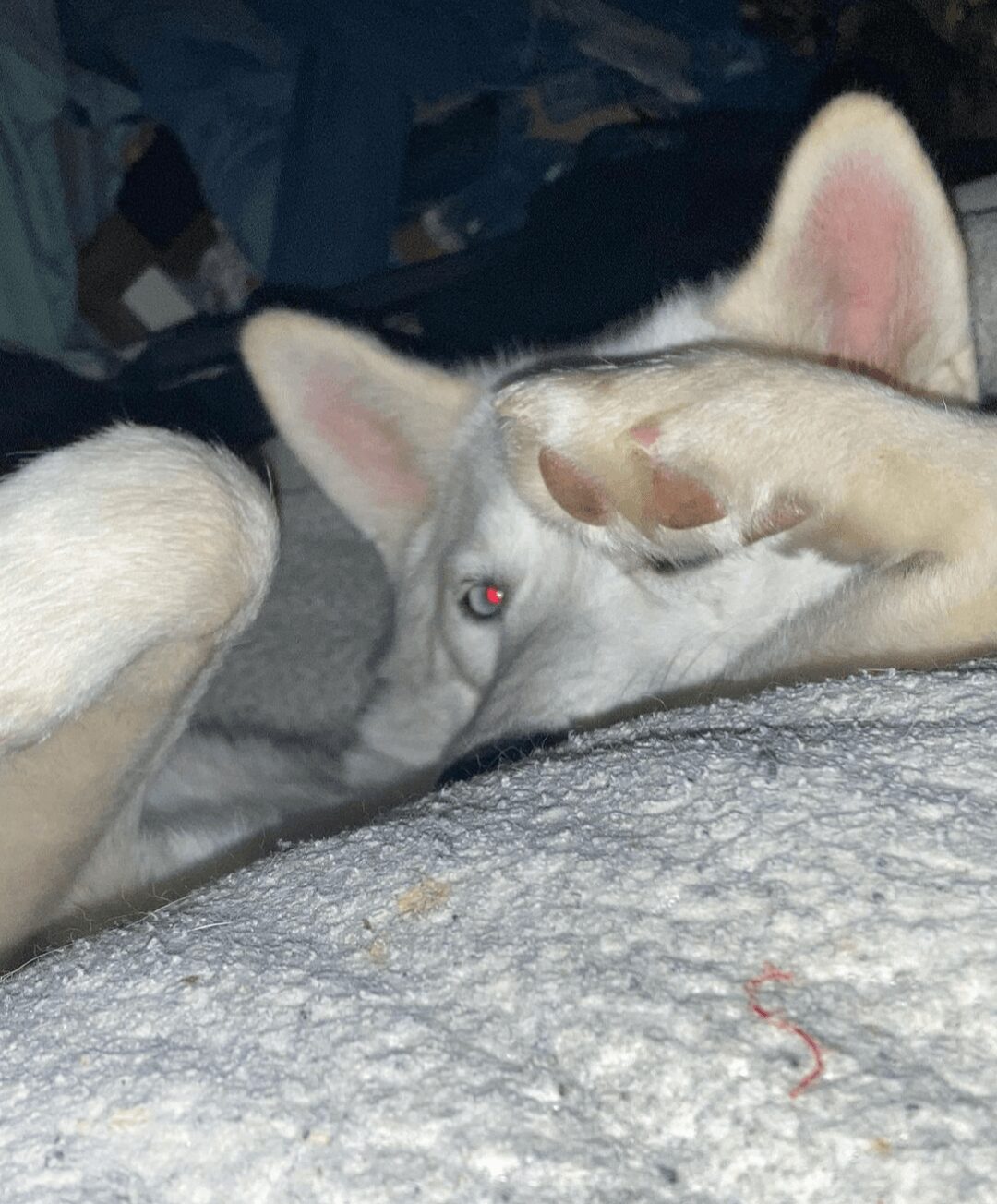 White dog lying on a textured surface, with one paw near its face, looking sideways with pink eyes and ears upright.