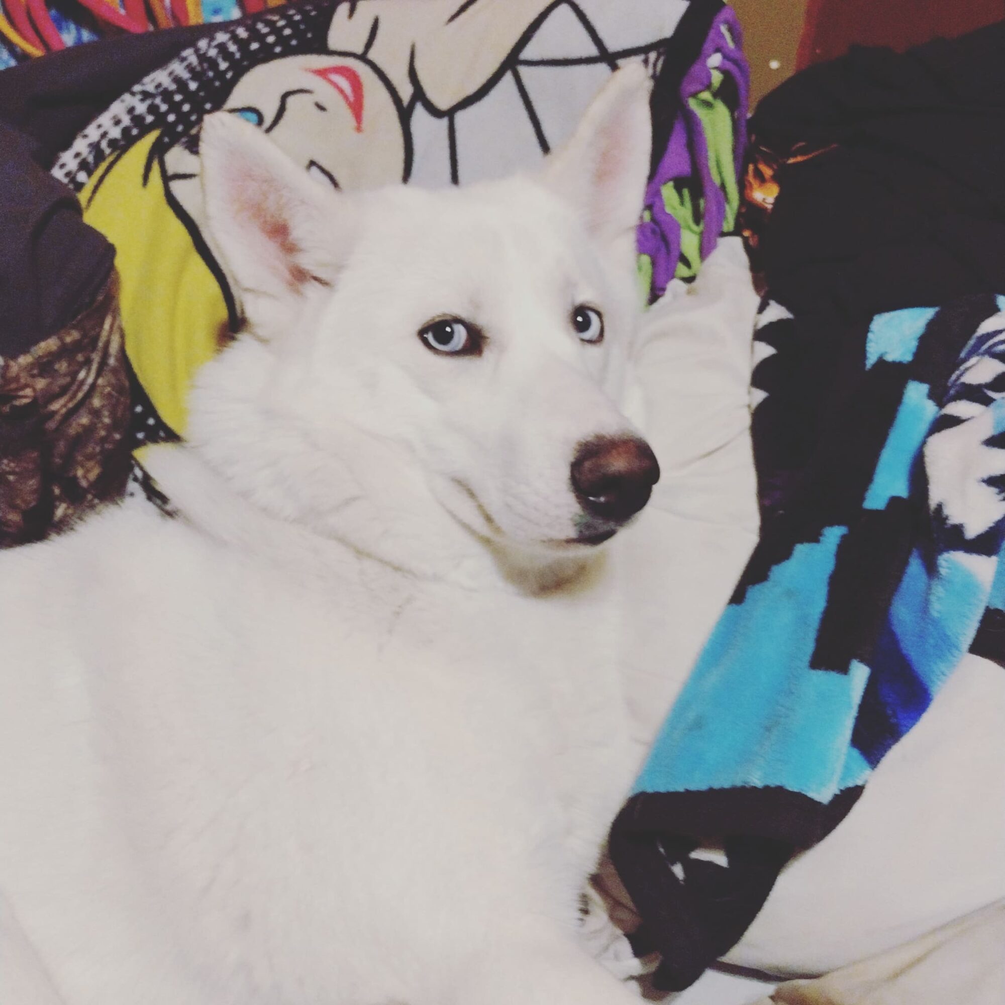 White dog with blue eyes lying among colorful clothing and fabrics, looking at the camera.