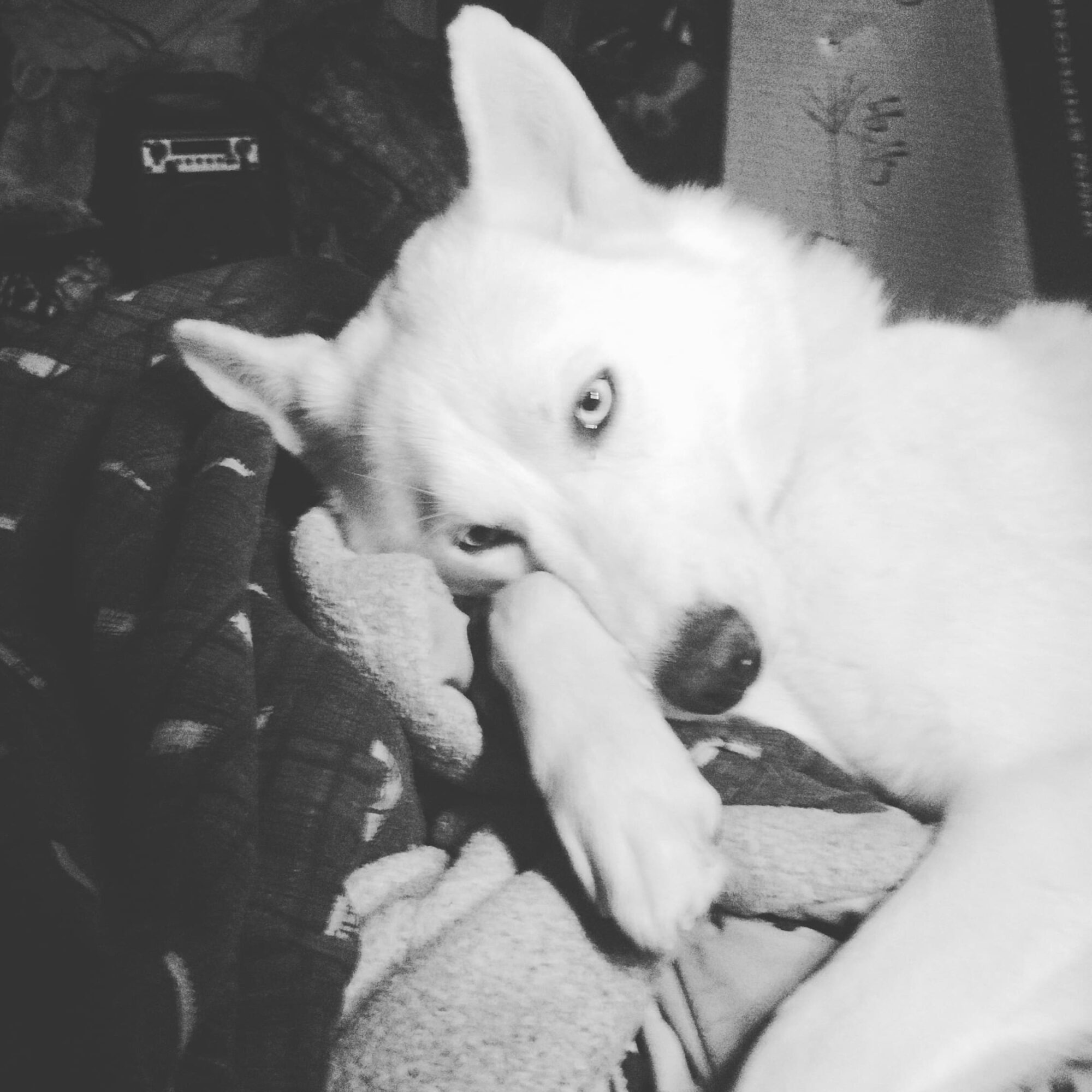 White dog lying down, resting its head on a person's arm, with one eye open, in a cozy indoor setting.