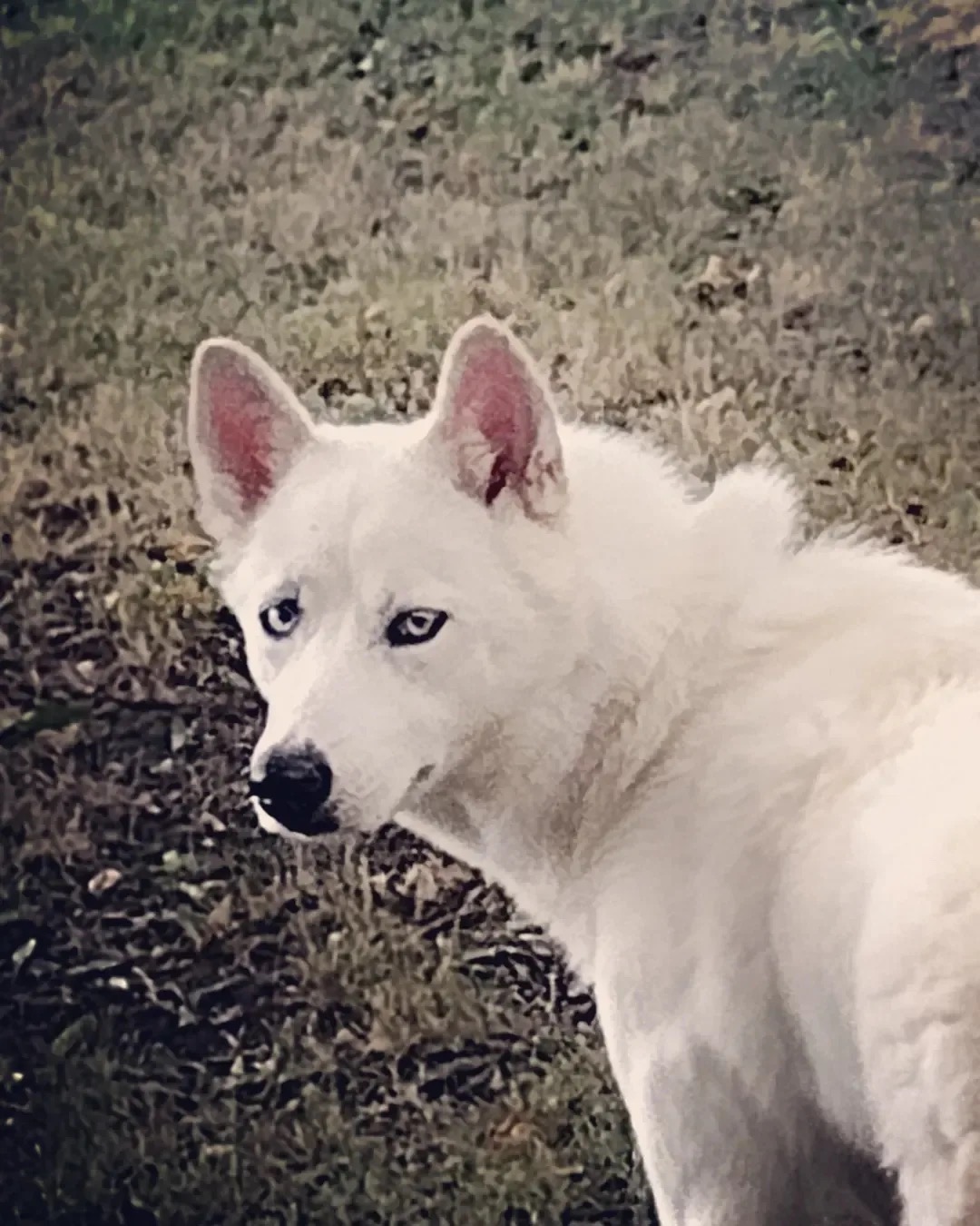 White dog with blue eyes outdoors on grass, looking sideways.